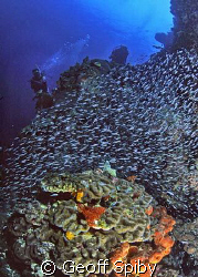 Bunaken reefscene by Geoff Spiby 